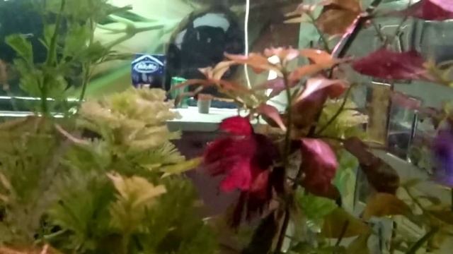 Бойцовские рыбки "Петушки" смотреть онлайн