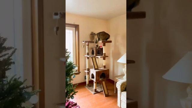 Ещё больше котиков в канале https://t.me/cotorai
