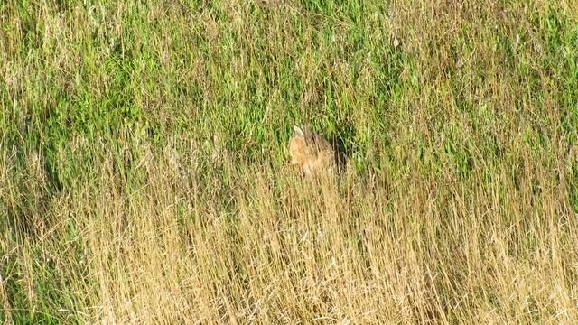 Заєць русак (UA), Wild hare (EN), Заяц русак (RU)