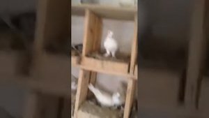 Душанбинские голуби сочи и черноносые, Мамада Водоносос ул. Зайби