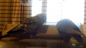 Волнистые попугайчики ЧЕХИ кушают кашу