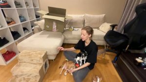 НОВОГОДНИЙ ВЛОГ С ЧИХУАХУА! Что мы подарили собакам?