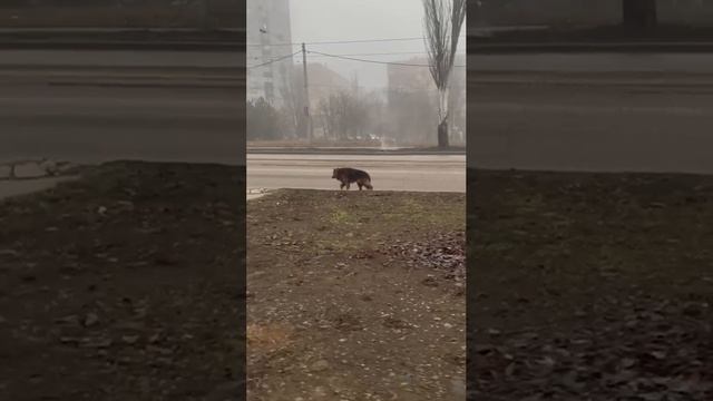 Ходит овчарка по дороге. По виду, не молодой.