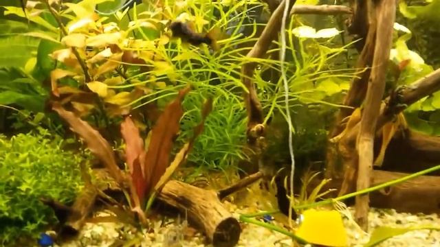 Аквариум 250 литров, после наведения порядка и прополки. смотреть онлайн