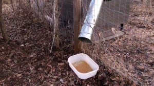 Automatic Chicken Feeder