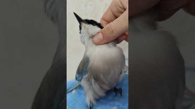 Самая милая птица