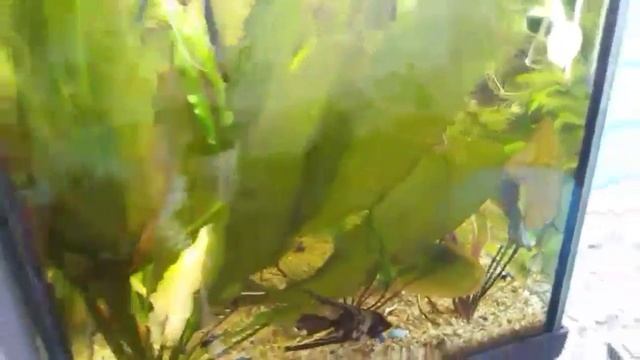 Травник смотреть онлайн