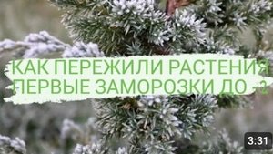 Как пережили растения первые ночные заморозки до -2 градусов...