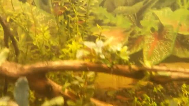 Мшарник с буциками смотреть онлайн