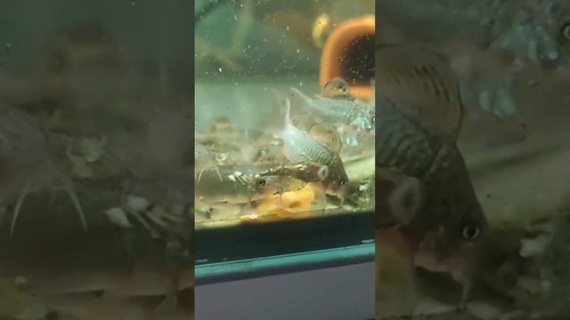 Коридорас брохис изумрудный смотреть онлайн