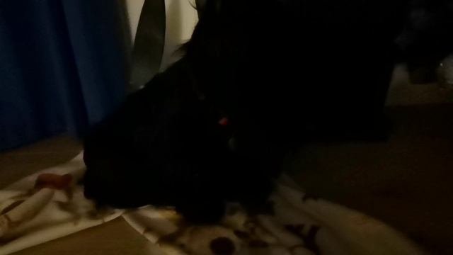 Скотч тэреър 2 часть