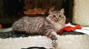 Малиновая лада