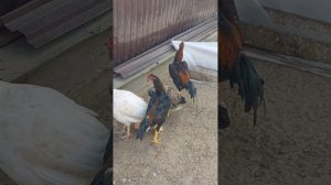 Бойцовые петухи и куры породы О Шамо