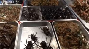 15 фактов о пауках🙀