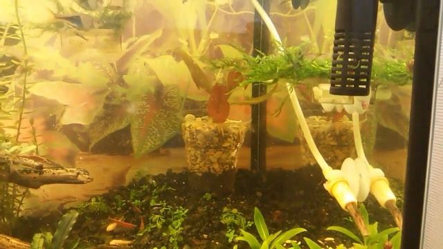 Анциструсы смотреть онлайн