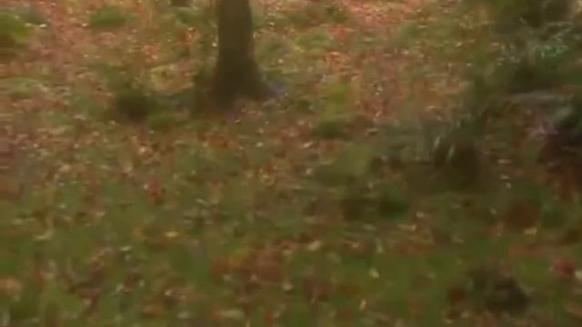 М.Петрова сл. М. Панфиловой "Память", поёт Анна Киселёва. смотреть онлайн