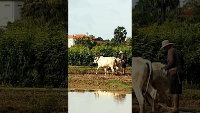 Зебу: Индийская корова  #животные #быки #коровы