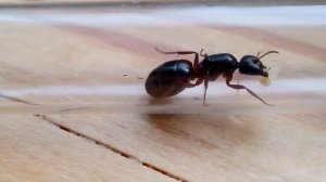 РАСПАКОВКА САМЫХ БОЛЬШИХ МУРАВЬЁВ РОССИИ!