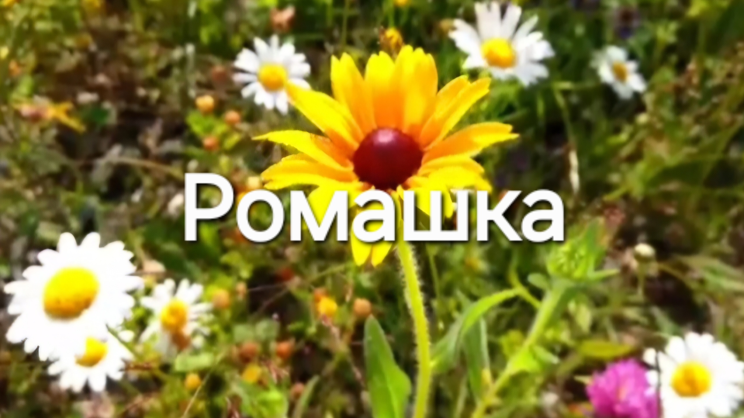Ромашка, ромашка цветок полевой