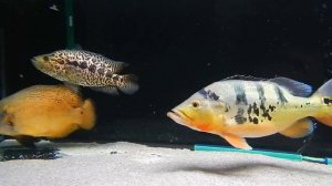 Notopterus chitala