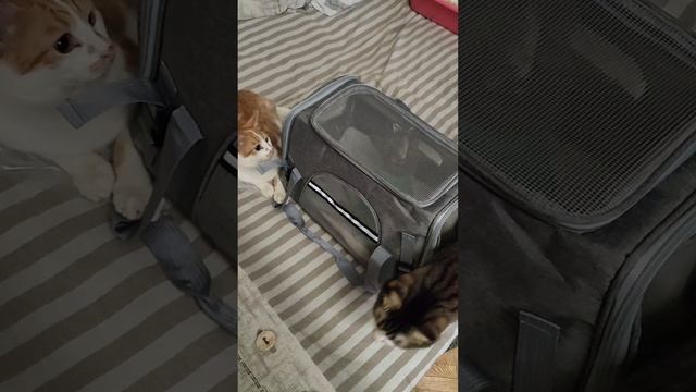 Перелет домой.
котенок летит в Санкт Петербург