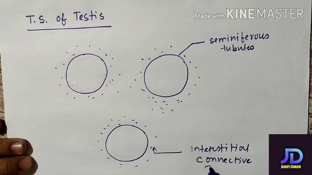 Human Reproduction Male Reproductive system Part 2