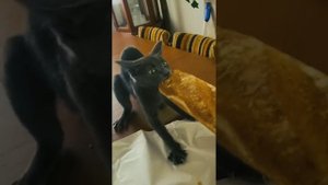 Смешные животные