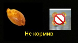 Пять ночей с Тимохой 4 режим новый год прохождение не кормив не кого HD (пк версия)!