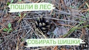 Жизнь возле леса)🌲 Пошли в лес собирать шишки🌲🍂🍁