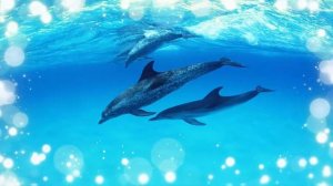 Звуки дельфинов для проведения дельфинотерапии Dolphins sounds and noises
