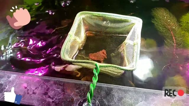 Кормление фаршем. смотреть онлайн