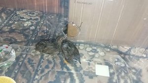 Яички китайских расписных перепелов