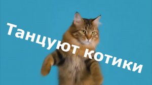 Танцуют котики