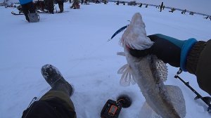 ЖЕСТЬ! СТОЛЬКО НАРОДУ Я ЕЩЕ НЕ ВИДЕЛ В НИЗОВЬЯХ ВОДОХРАНИЛИЩЕ! РЫБАЛКА НА СУДАКА В ЯНВАРЕ