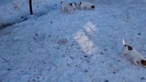 Приучаем щенка к выгулу