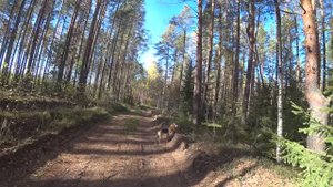 Русская гончая Побудка (Стрелка) (2 года 6 месяцев). Охота на зайца беляка