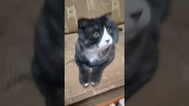 чипи чипи