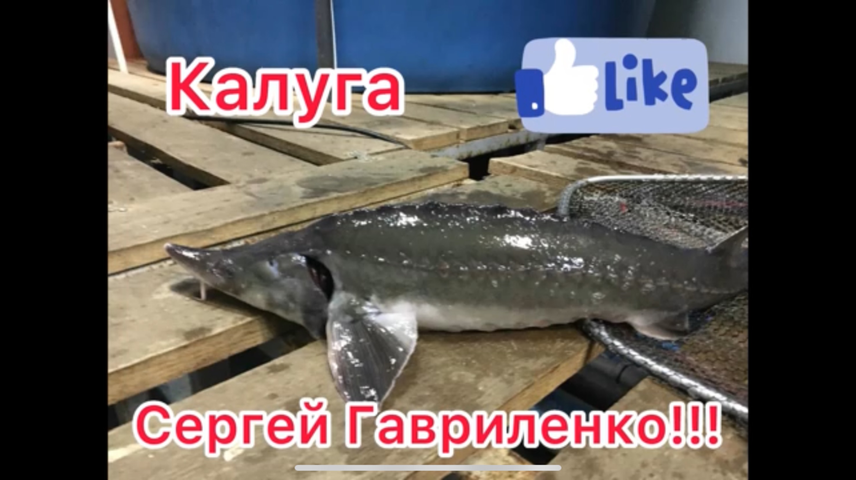 УЗВ/ Строим бюджетную зимовальню для рыбы/ Обзор чиллера.