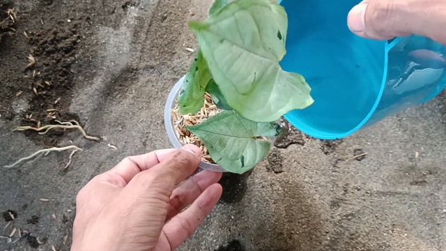 How to Propagate Syngonium Green Splash