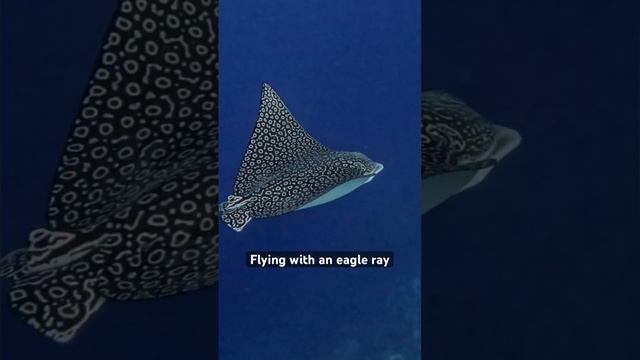 Eagle Ray in the Red Sea in Egypt #wildlife #adventure #ocean #diving #freediving