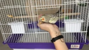 КАК БЫСТРО ПРИРУЧИТЬ ПОПУГАЯ К РУКАМ?