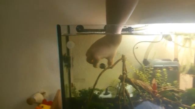 Полочка для мха из оргстекла. Освобождение дна для почвопокровки. Часть 2 смотреть онлайн