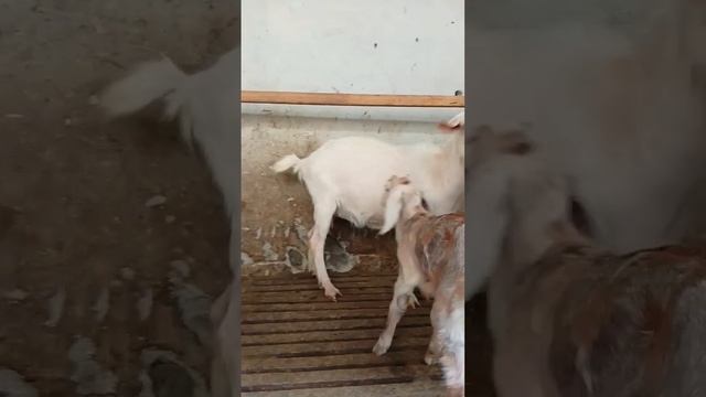 Ўзбекистонда янги селекция # разведение коз в Узбекистане # Breeding goats in Uzbekistan #goats