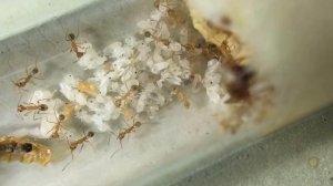 Pheidole desertorum workers and brood