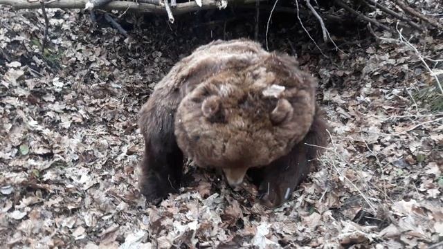 Медведь просыпается.  Обряд пробуди.