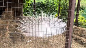 Уговорила павлина.  Alean Family Doville. Путешествуем с Богданом