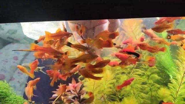 Кормление фаршем с морепродуктов и говяжьего сердца. смотреть онлайн