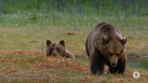 Бурые медведи: пикник в дикой природе