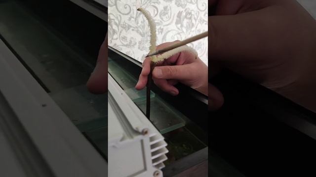 Опыление Апоногетон Мадагаскарский. #увирандра #апоногетон смотреть онлайн