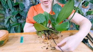 Como PLANTAR ORQUÍDEA em VASO de BARRO USANDO O ISOPOR